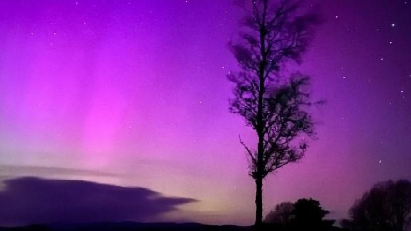 Trees and the aurora in Powys