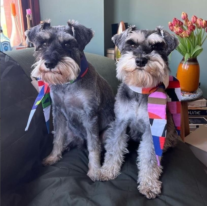 Dogs with neckerchief