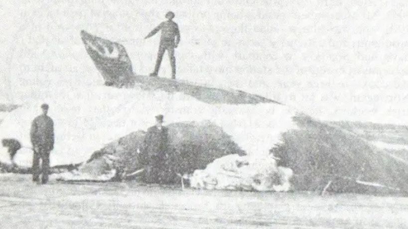 Donegal whale: North Atlantic right whale seen near Sliabh Liag - BBC News