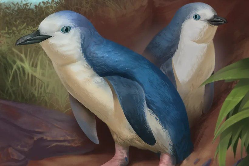 New Zealand Kids Discovered This Fossil of New Giant Penguin