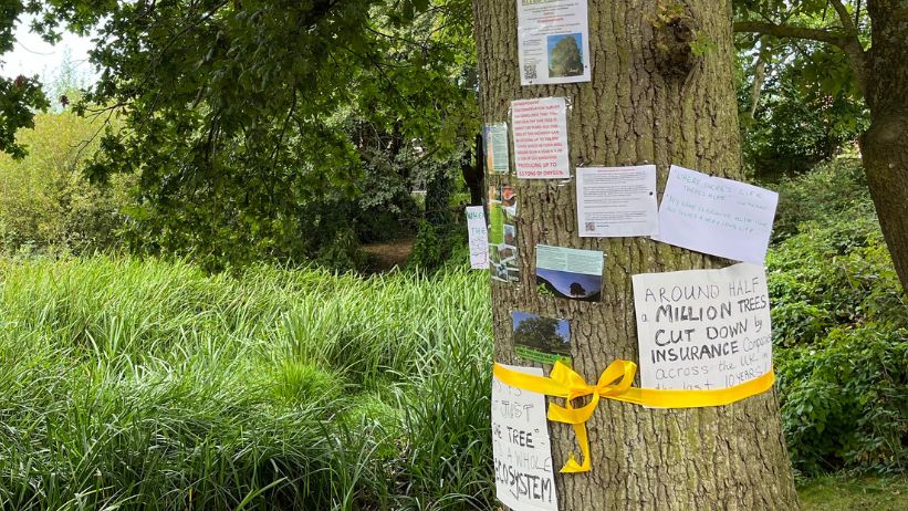 Posters stuck on to the oak tree which is next to a pond.