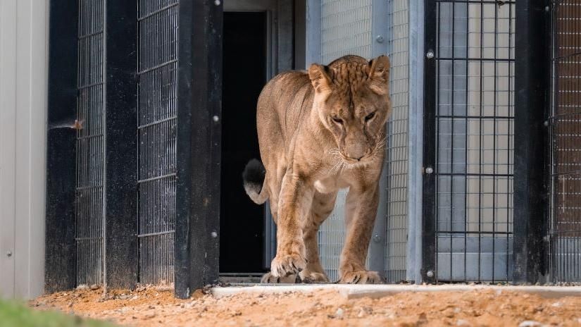 Yuna in her enclosure at The Big Cat Sanctuary