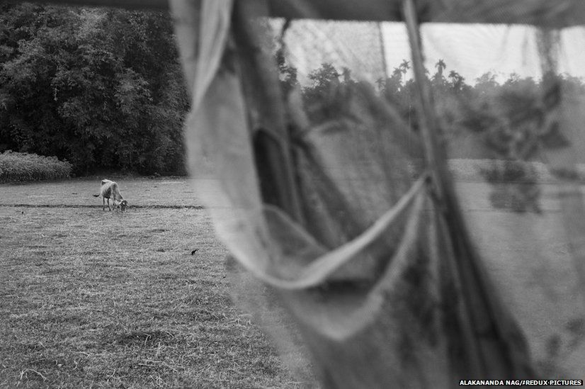 A cow grazes in the field.