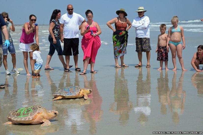 Two Loggerhead turtles are released