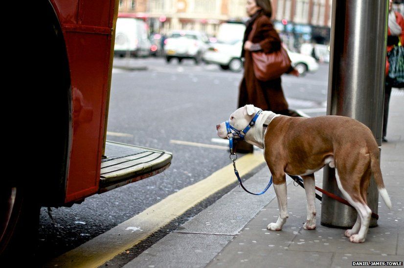 Dog about to get on a bus