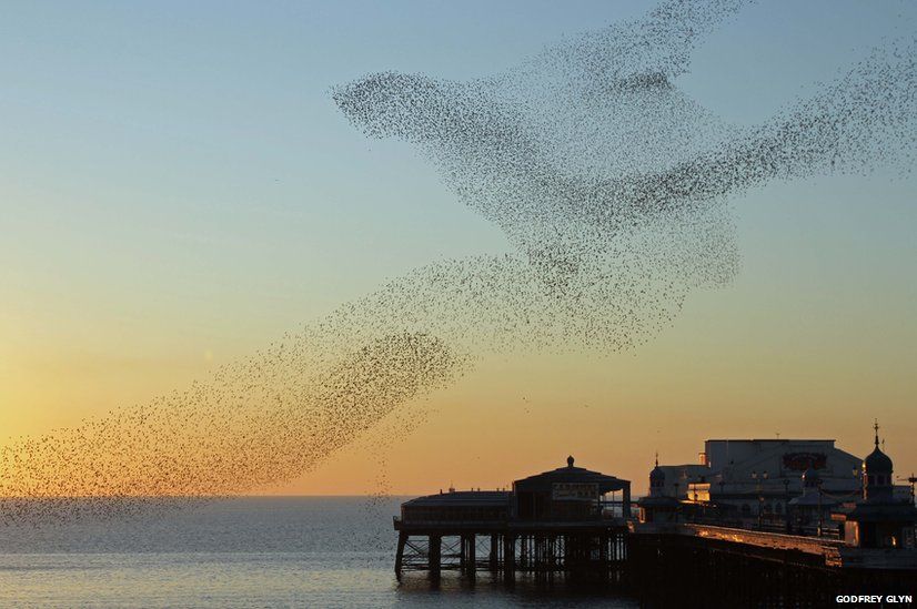 Starlings in Blackpool