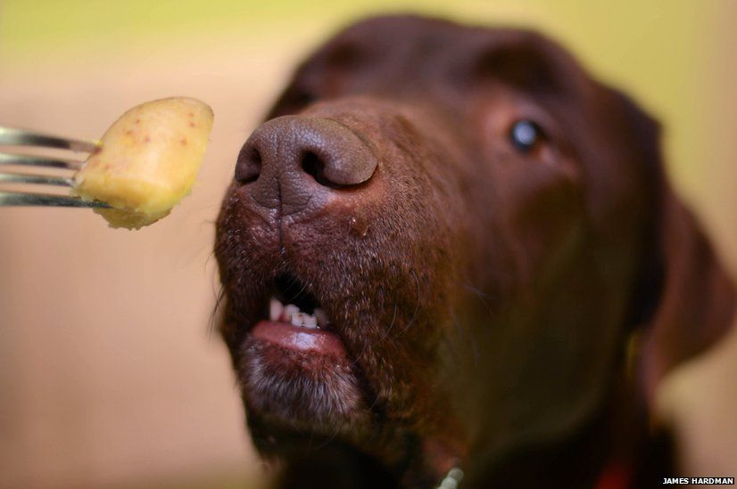 Labrador sniffs food