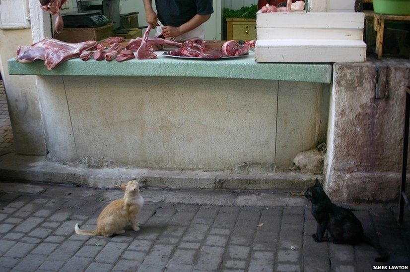 Two cats wait for food in Morocco