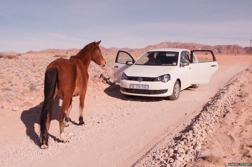 Horse on the road in Namibia