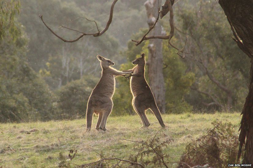 Kangaroo's