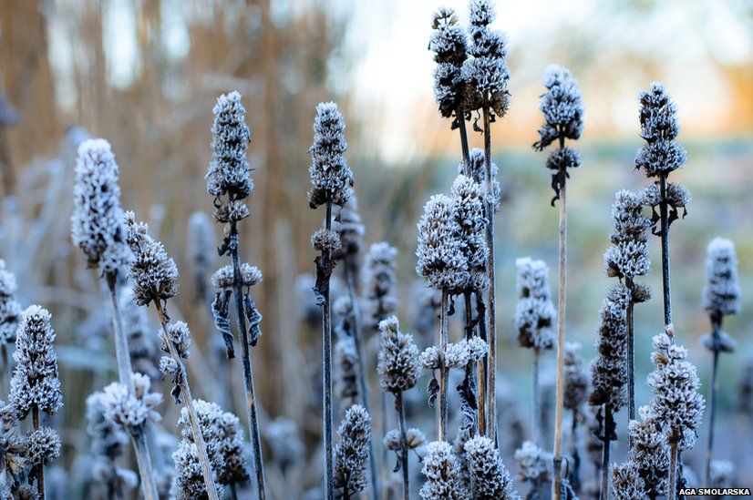 Plants covered in frost