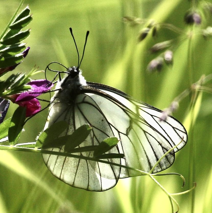 A close-up shot of a butterfly on a plant