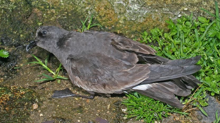 Leach's storm petrel