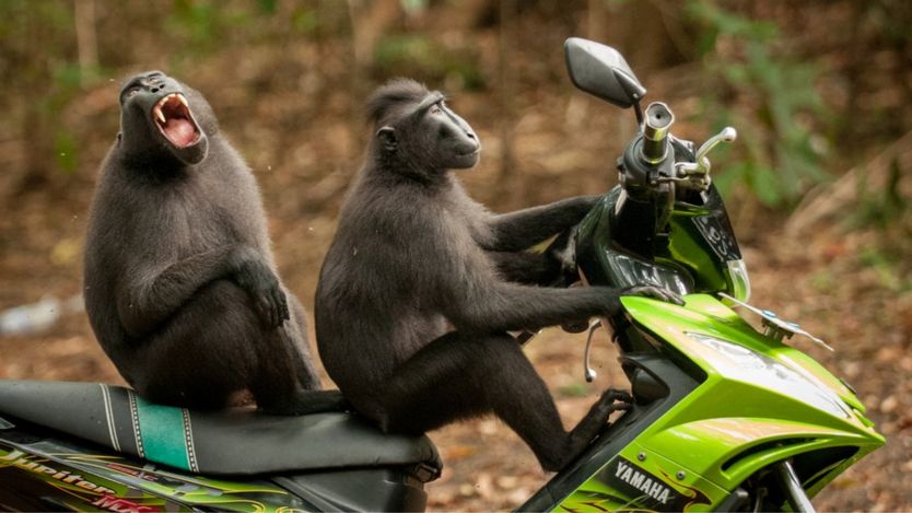 Dos monos sobre una motocicleta. Foto: Katy Laveck-Foster.