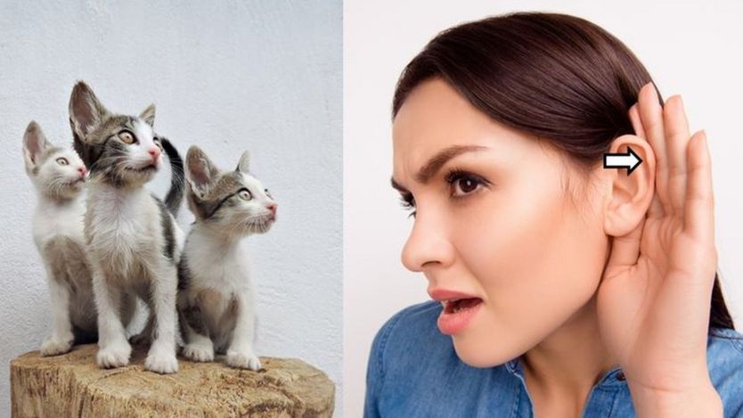 Девушка и кошки: разное строение ушей
