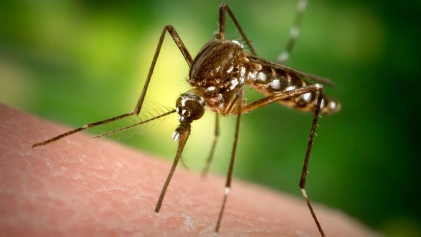 Комары Aedes aegypti