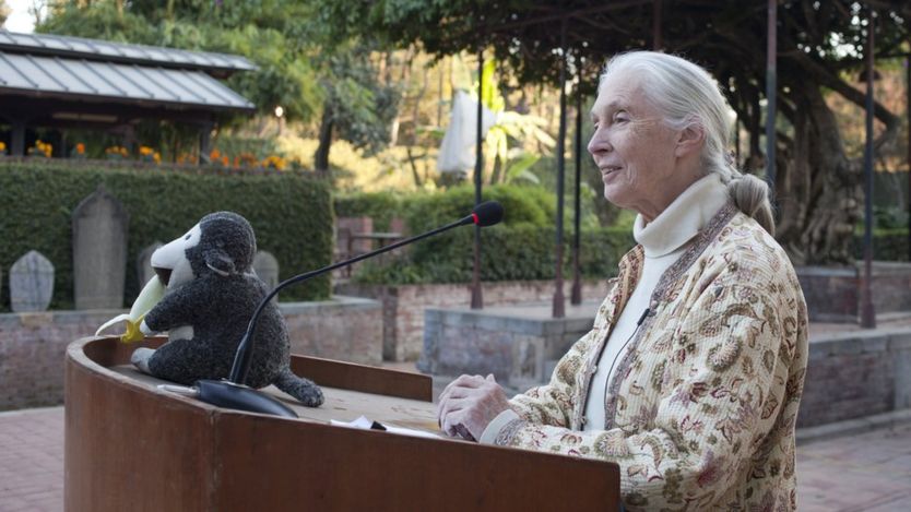 Jane Goodall