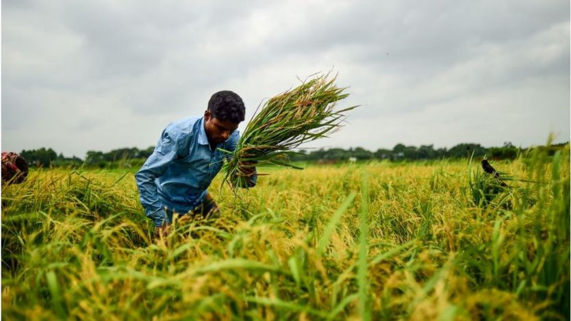 কৃষি শ্রমিক