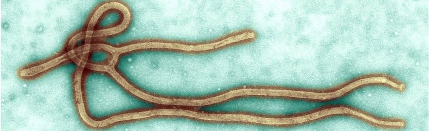 Le virus Ebola