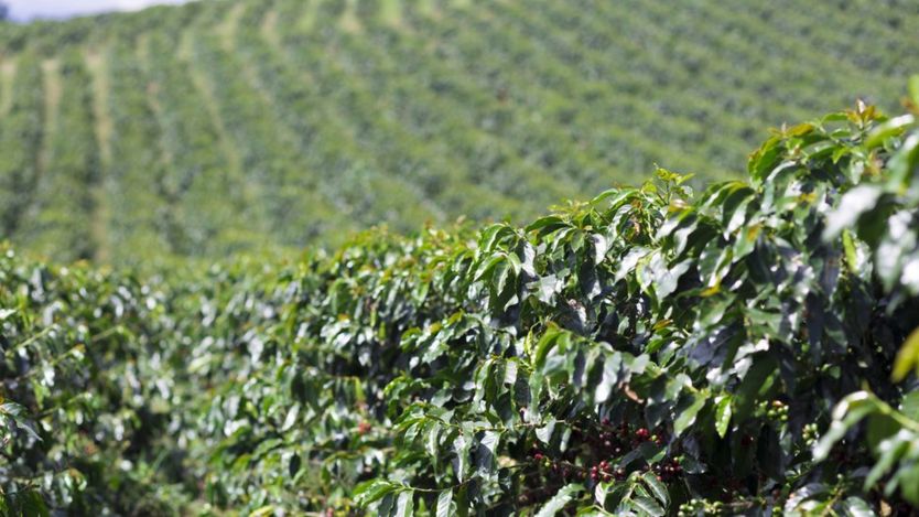 Une plantation de caféier en Colombie