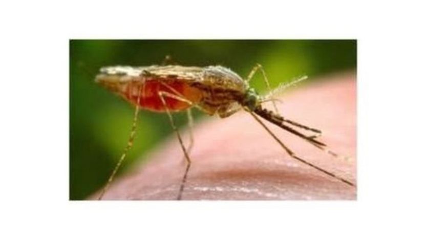 Ces derniers mois, l'Afrique du Sud a connu une recrudescence du nombre de cas de malaria.