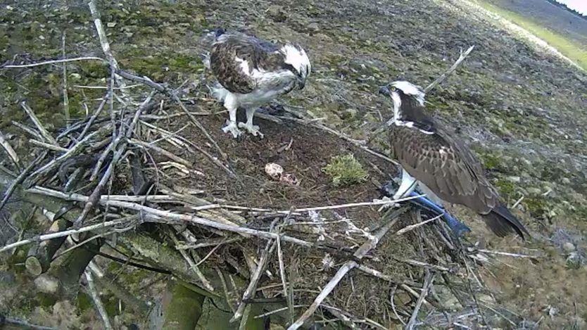 Kielder Forest Osprey Chick Trio Hatch Bbc News