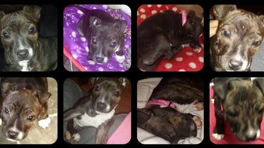 Photographs of stolen puppy