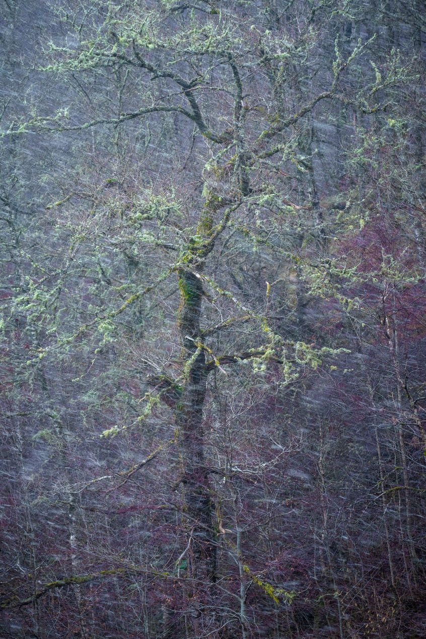 Photograph of a tree in snow called Aberfeldy Snowstorm