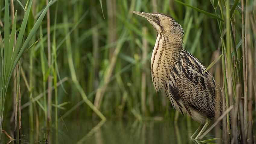 Bittern standing in pond with reeds behind