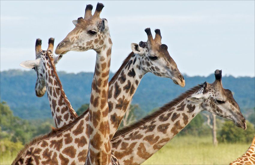 Giraffes