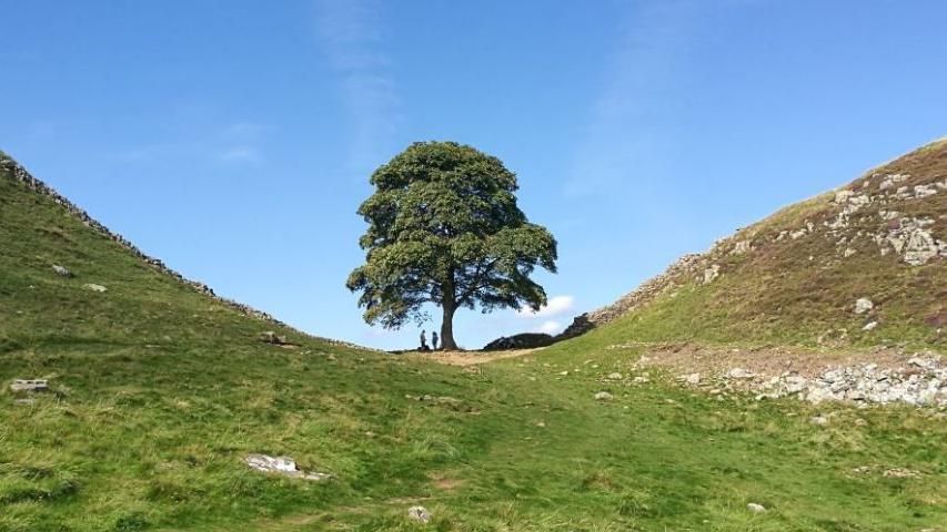 Sycamore Gap tree, Hadrian's Wall