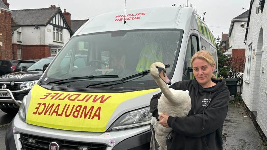 A member of the rescue team holds a rescued swan outside the ambulance