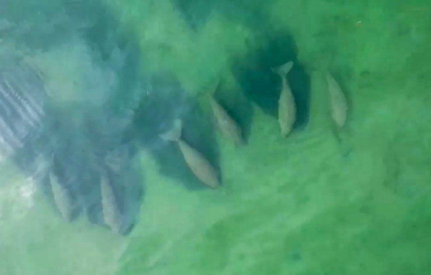 The Hat Chao Mai National Park caught a herd of dugong on video