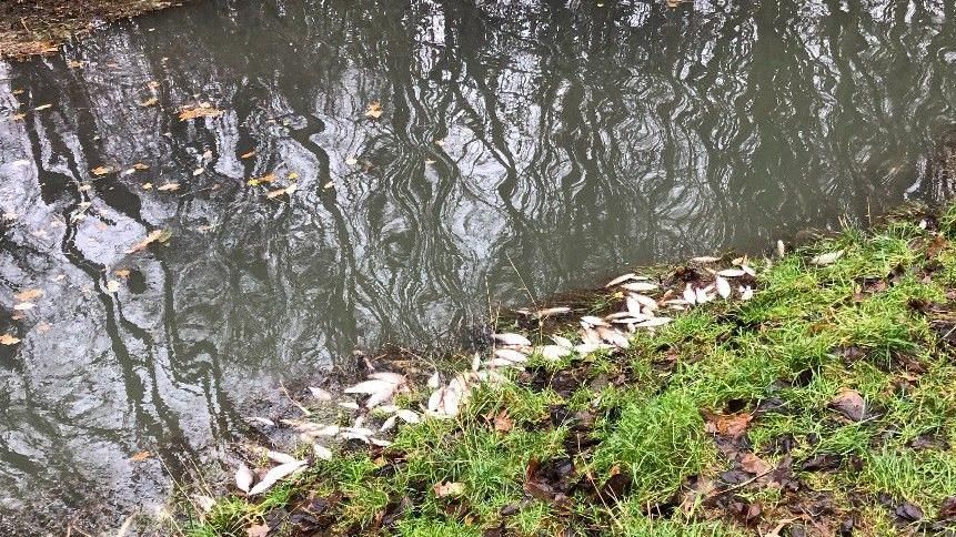 Dead fish on river banks in Ferry Meadows 