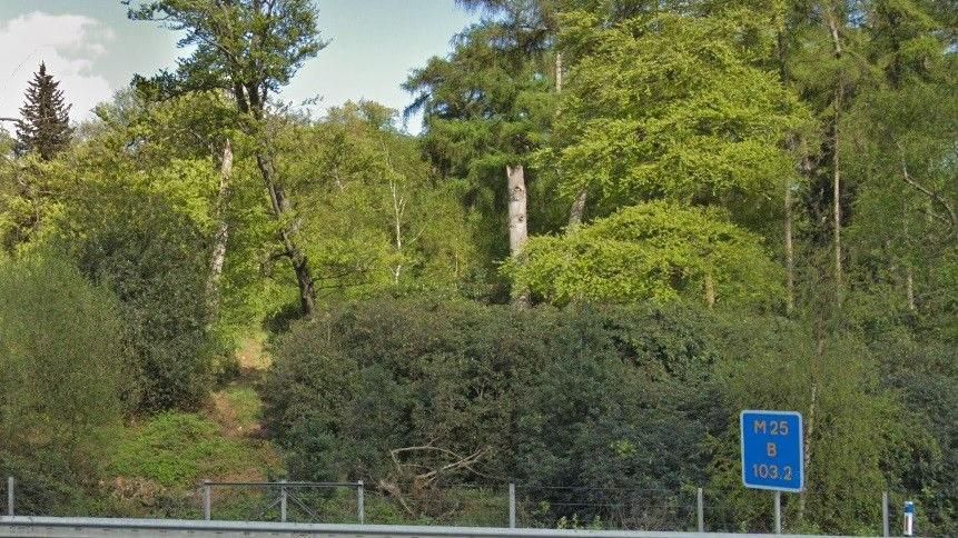 Trees by the side of the M25