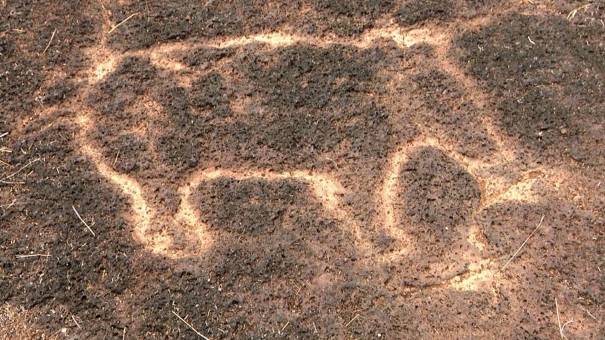 Petroglyph animal