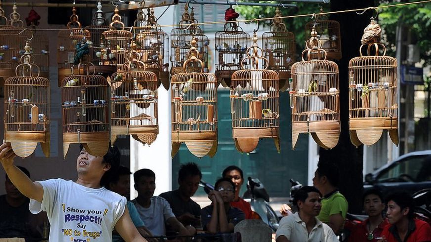 Một quán cà phê chim ở Hà Nội