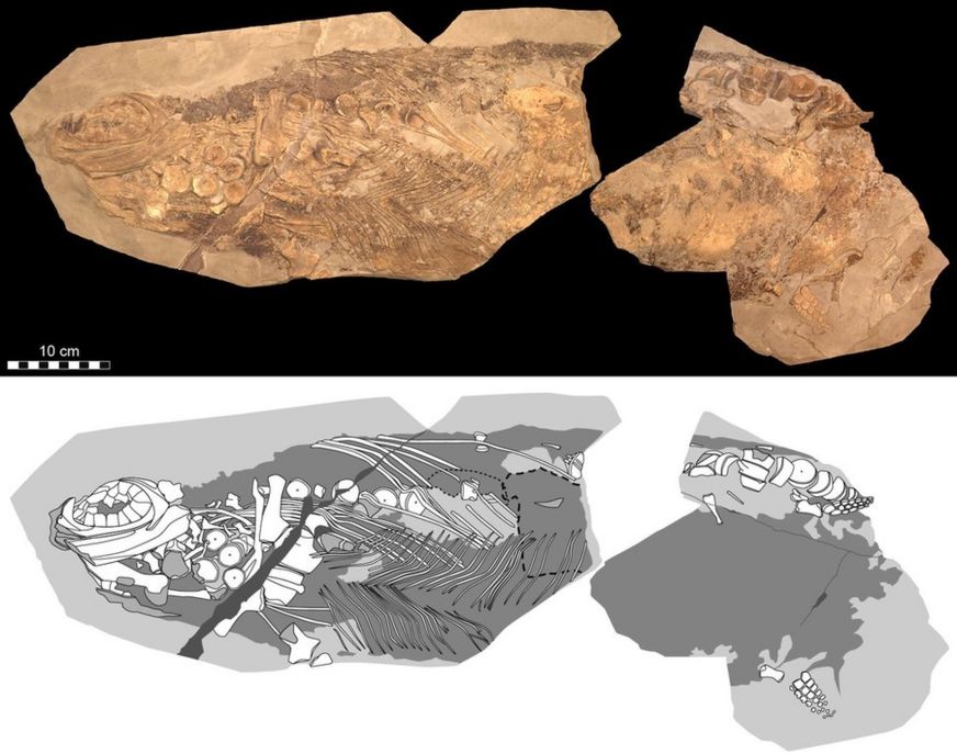 Ichthyosaur specimen