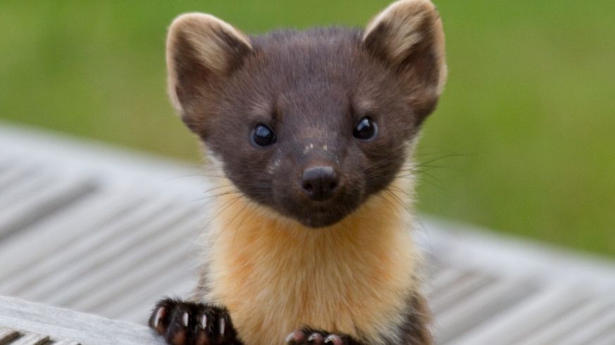 A pine marten peering directly at the camera