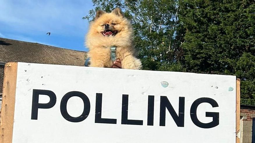 Ernest the dog poses above a polling station sign.