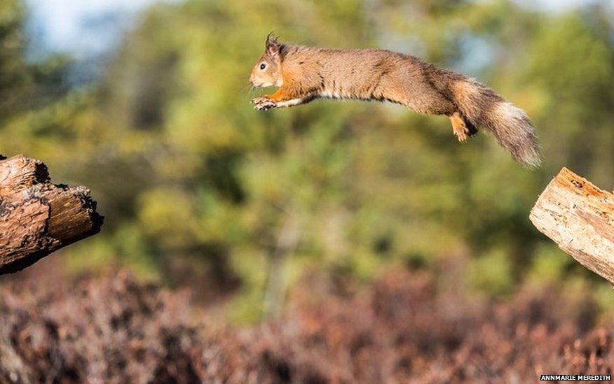 A Red squirrel leaping in the Black Isle, Scotland