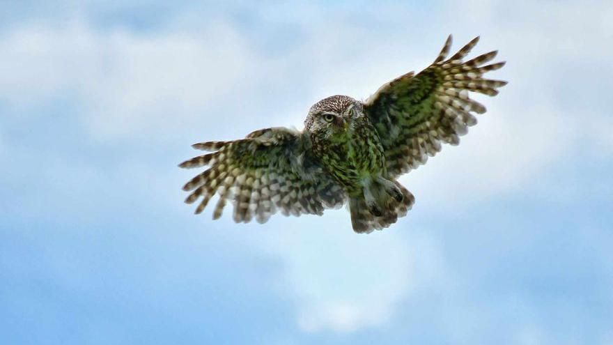 An owl with its wings open flying 