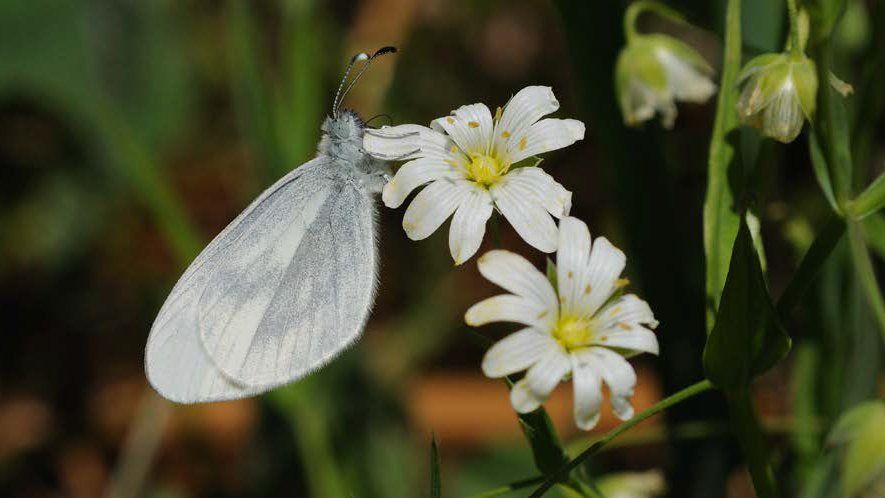 The Princethorpe area supports Warwickshire’s sole surviving colony of Wood White. butterflies (Photo Steven Cheshire, Warwickshire Wildlife Trust)