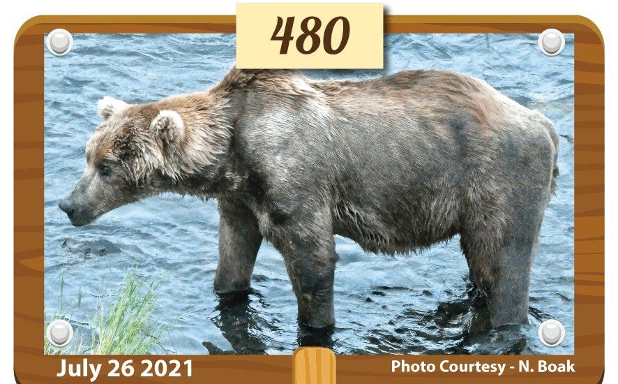 Fat Bear Week Meet 480 Otis, winner of Alaska