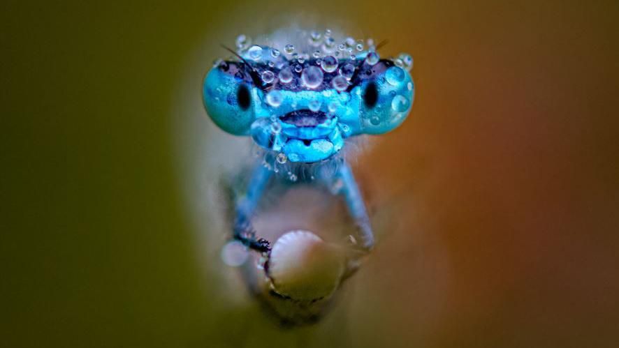 Close-up of a common blue damselfly