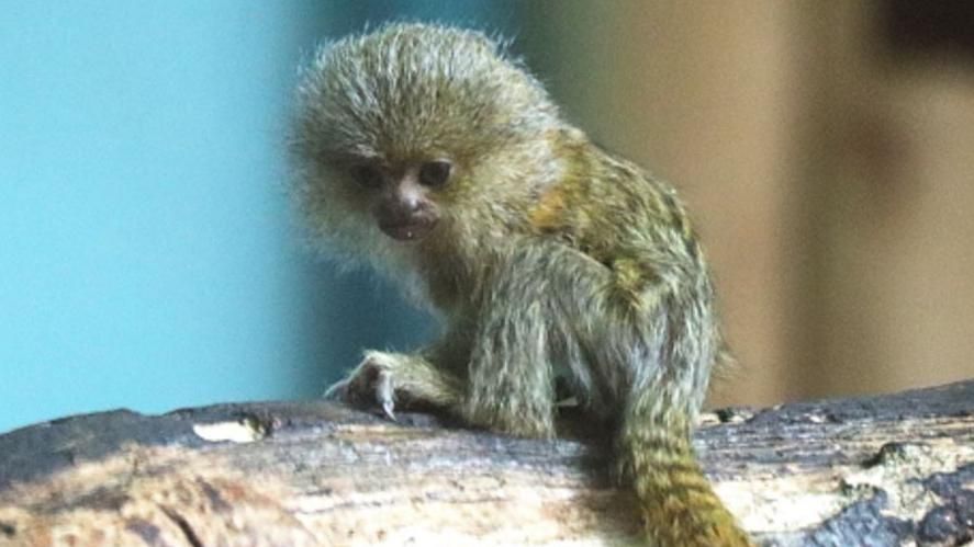 Pygmy baby at Drusillas