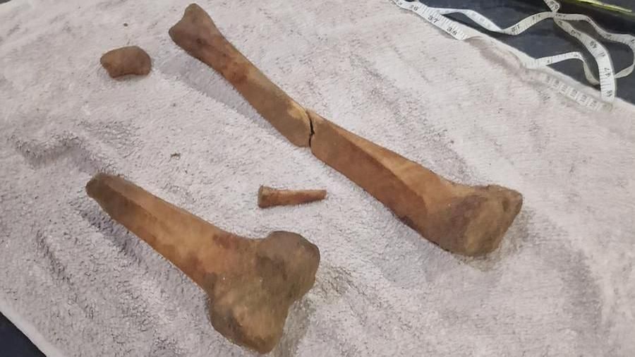 The bones that Christopher and Dylan found 