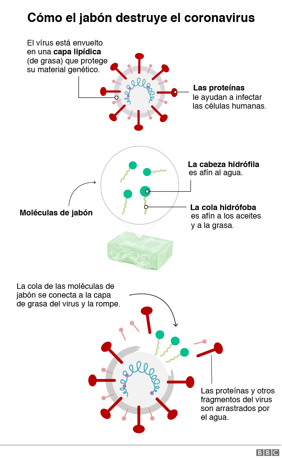 Virus de la cabeza brasileña