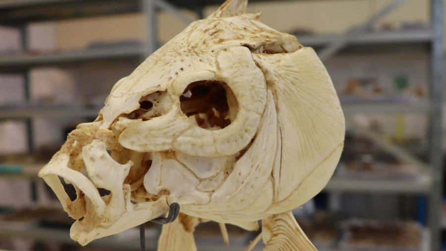 Carp skull