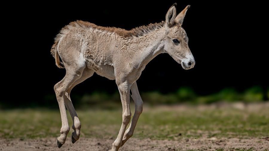 Jasper, the onager foal running around his habitat at Chester Zoo 